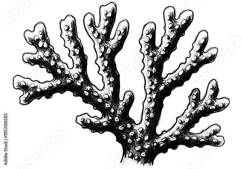 Detailed black and white illustration of a branching coral structure with textured polyps