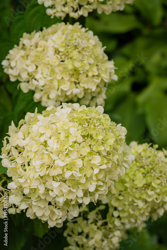 Delicate hydrangea blooms showcase soft green hues in a lush garden setting