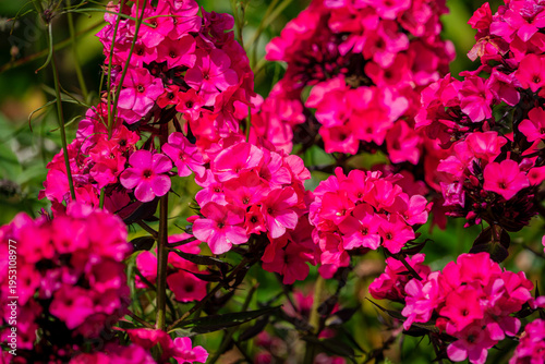Vibrant clusters of pink flowers bloom in a sunny garden during the warm afternoon light