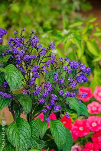 Vibrant purple flowers bloom amidst a colorful garden of lush greenery and blossoms in springtime beauty