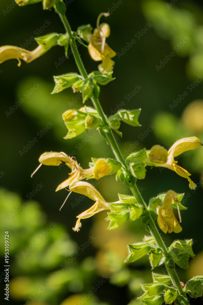 Fototapeta premium Delicate yellow flowers dance in the warm sunlight of a vibrant garden