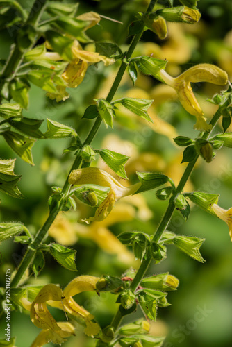 Vibrant yellow blooms dance in the warm sunlight of a lush garden during spring season