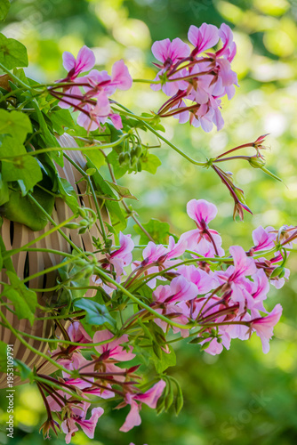 Vibrant pink geranium blossoms flourish in a sunlit garden, creating a serene atmosphere