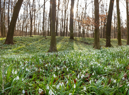 Spring snowdrops flowers in...