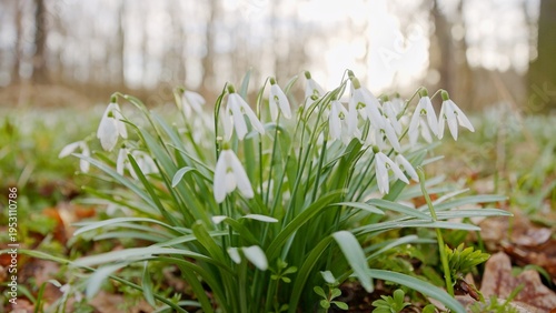 Spring snowdrops flowers in...