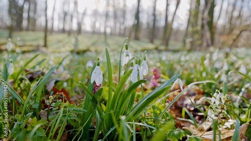 Spring snowdrops flowers in...