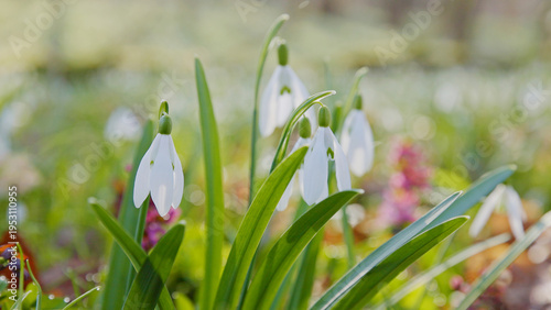 Spring snowdrops flowers in...