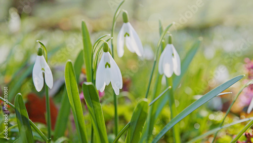 Spring snowdrops flowers in...