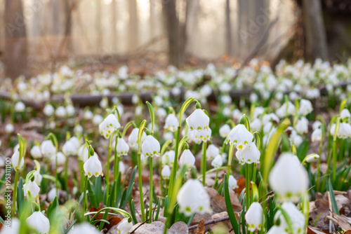 Spring flowers in the shini...