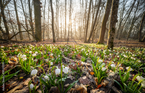 Spring flowers in the shini...