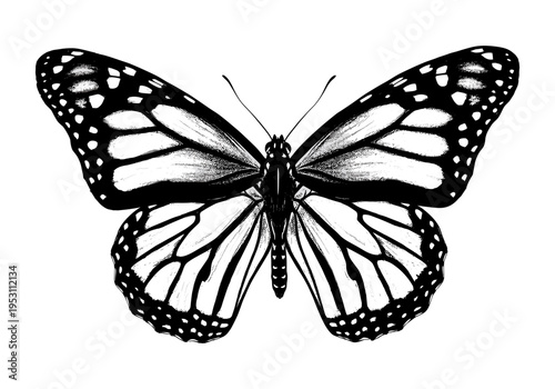 Monarch butterfly detailed black and white illustration isolated on white background