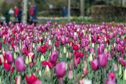 Wallpaper Mural Field of Pink and Purple Tulips Torontodigital.ca