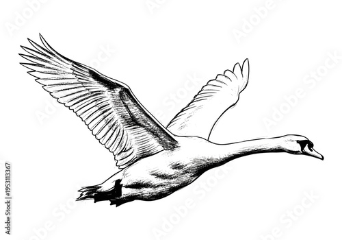 Elegant swan in flight, rendered in a classic black and white sketch style