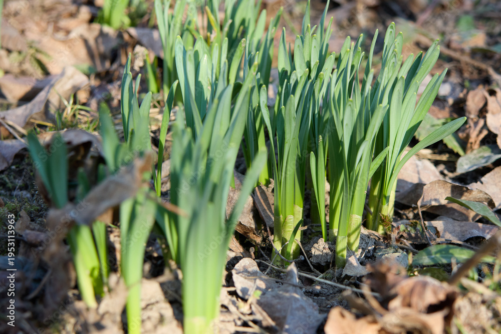 Fototapeta premium In early spring, daffodils emerge from the earth, their vibrant green shoots piercing the soil and decaying foliage, representing the beginning of a fresh season and the strength of nature.