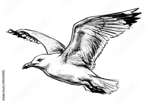 Sketch of a seagull in flight with wings spread, rendered in a dynamic black and white style