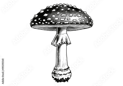 Detailed black and white illustration of a poisonous mushroom