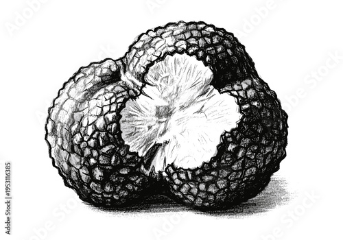 Detailed black and white sketch of a truffle mushroom, highlighting its textured skin and inner flesh