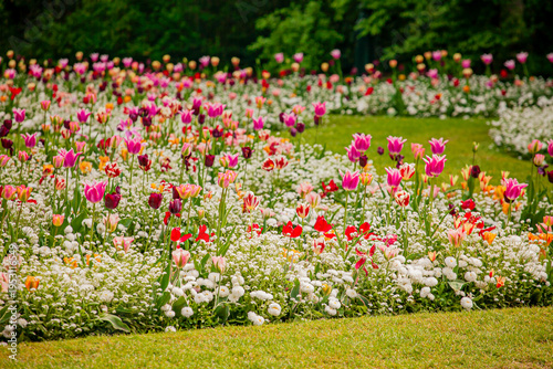 Vibrant tulip garden blooming with colors under the warm sunlight in a serene park setting