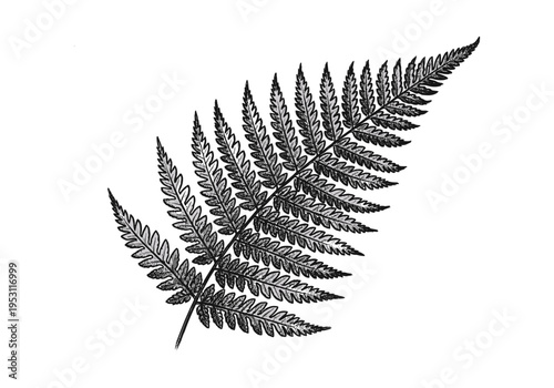 Detailed black and white illustration of a single fern frond on a white background