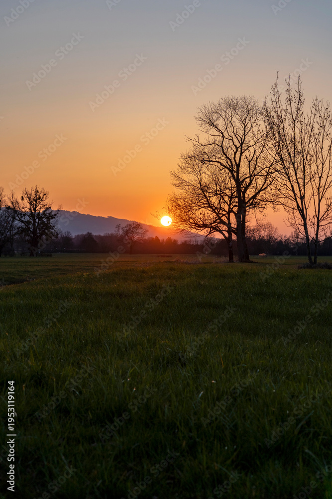 Obraz premium Meadow and silhouettes of trees against a golden sunset in Lauteracher Ried, Vorarlberg, Austria 
