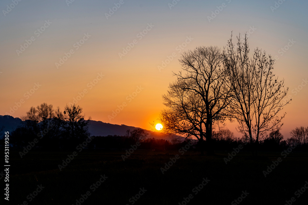Fototapeta premium Silhouette of two large trees and a landscape against a golden sunset over Lauteracher Ried, Vorarlberg, Austria