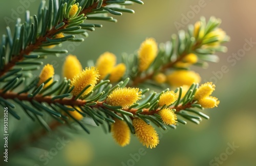 Japanese fir tree branch with yellow male flowers. Pollen clusters emerge on conifer needles in spring. Tiny buds bloom, ready for pollination.