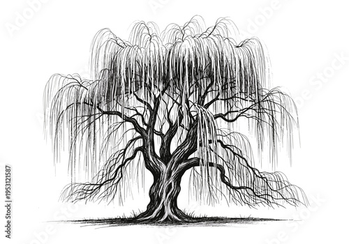 Detailed black and white illustration of a majestic weeping willow tree with flowing branches
