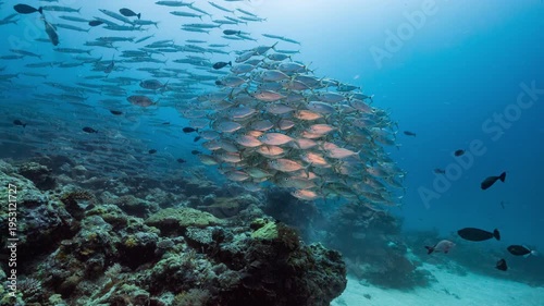 Wallpaper Mural Large school of silver fish swims and shoals over a coral reef in the Palau Marine Sanctuary Torontodigital.ca