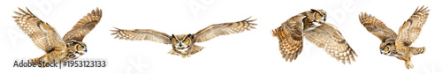 Watercolor set of flying great horned owls in midair with spread wings isolated on transparent background