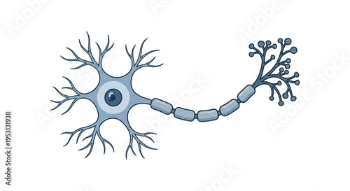 Human Neuron Cell Vector Illustration - Nerve System Anatomy Flat Design