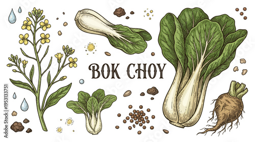 Bok Choy Botanical Illustration Set, Vintage Hand Drawn Pak Choi Chinese Cabbage with Seeds, Flowers, and Roots Vector