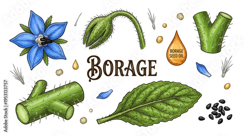 Borage botanical vector illustration set with blue flower, green leaf, seeds, and oil drop. Vintage hand drawn engraving style for herbal medicine and cosmetics design.