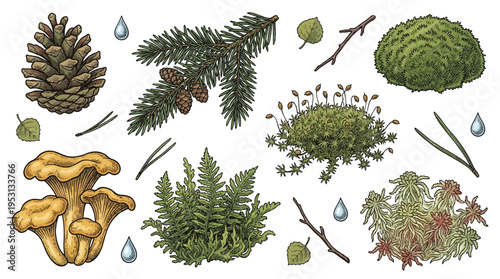 Hand Drawn Forest Elements Collection with Chanterelle Mushrooms, Pine Cone, Moss, Fern and Spruce Branch Vintage Vector Illustration