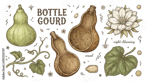 Vintage botanical vector illustration of bottle gourd set with seeds, dried vessel, night-blooming flower, and leaves. Hand-drawn calabash plant elements in engraving style.