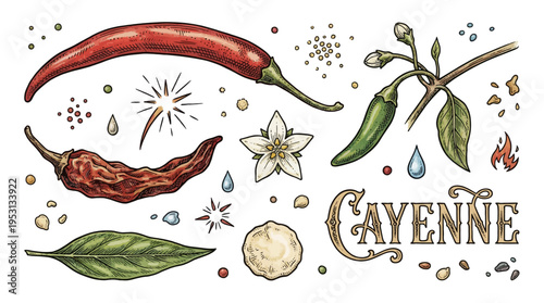 Hand-Drawn Vintage Engraving Style Cayenne Pepper Set with Fresh Red Chili, Dried Pods, Green Pepper Branch, Flowers and Seeds Isolated on Black Background