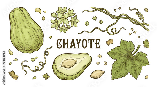 Vector illustration set of chayote fruit with slice, green leaf, flowers, and vine branches in vintage engraving style