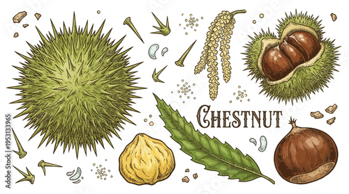 Vintage botanical set of sweet chestnut illustrations featuring spiky hull, brown nuts, green leaf, and flowers in a detailed hand-drawn engraving style for autumn design.