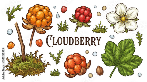 Cloudberry Botanical Illustration Set, Vintage Hand Drawn Engraving Style with Berries, Flower, Leaf, and Moss Elements