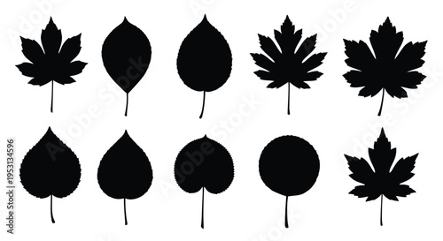 Black silhouette maple leaves in various orientations and stages of detail