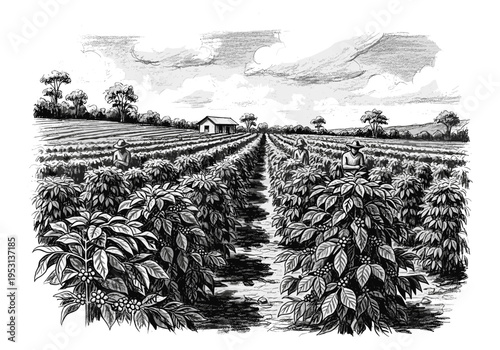 Farmers tending to rows of coffee plants on a plantation with a small building in the background