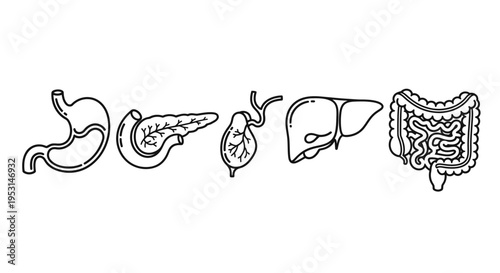 minimalist black line icons of human digestive system organs isolated for medical biology and educational infographics.