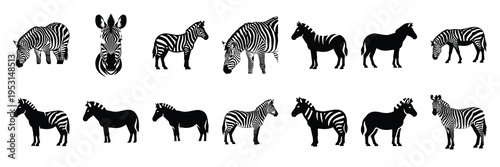 zebra silhouette vector icon set collection and isolated on transparent background.