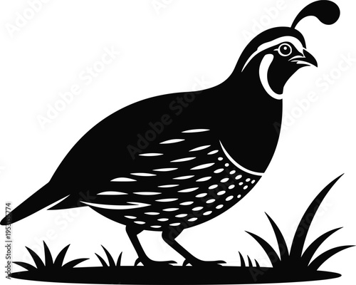 Quail bird standing in grass field black and white vector silhouette for wildlife nature hunting and rural farm design elements