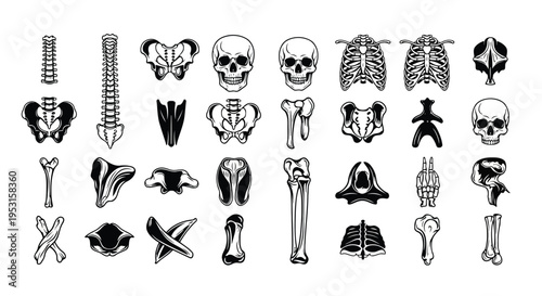 Diverse collection of anatomical skeletal diagrams and illustrations