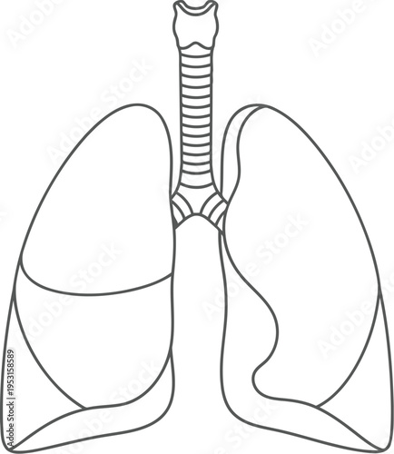 Diagram of the human lungs and tracheobronchial tree structure