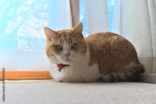 カーテンのそばで不機嫌そうな表情を浮かべる茶トラ白猫　拒絶、不満、プライバシーの確保、心理的な壁を象徴するコンセプトイメージ