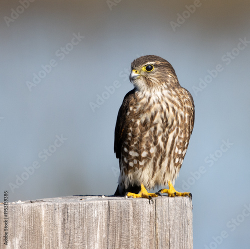 bird of prey