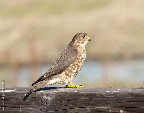 bird of prey