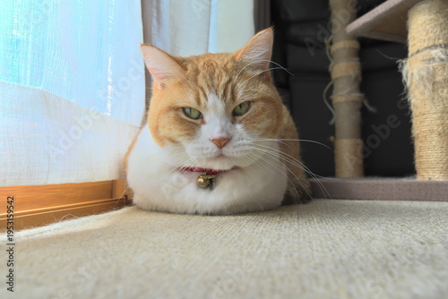 カーテンのそばで不機嫌そうな表情を浮かべる茶トラ白猫　拒絶、不満、プライバシーの確保、心理的な壁を象徴するコンセプトイメージ