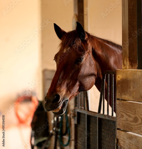 Smiling Horse